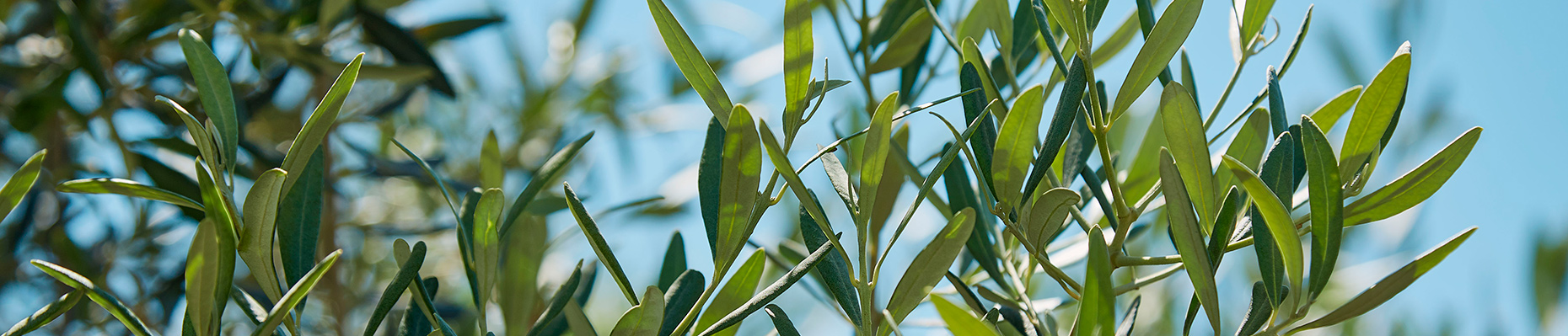 agrumi-ornamentali-vivaio-piante-giambo-vito