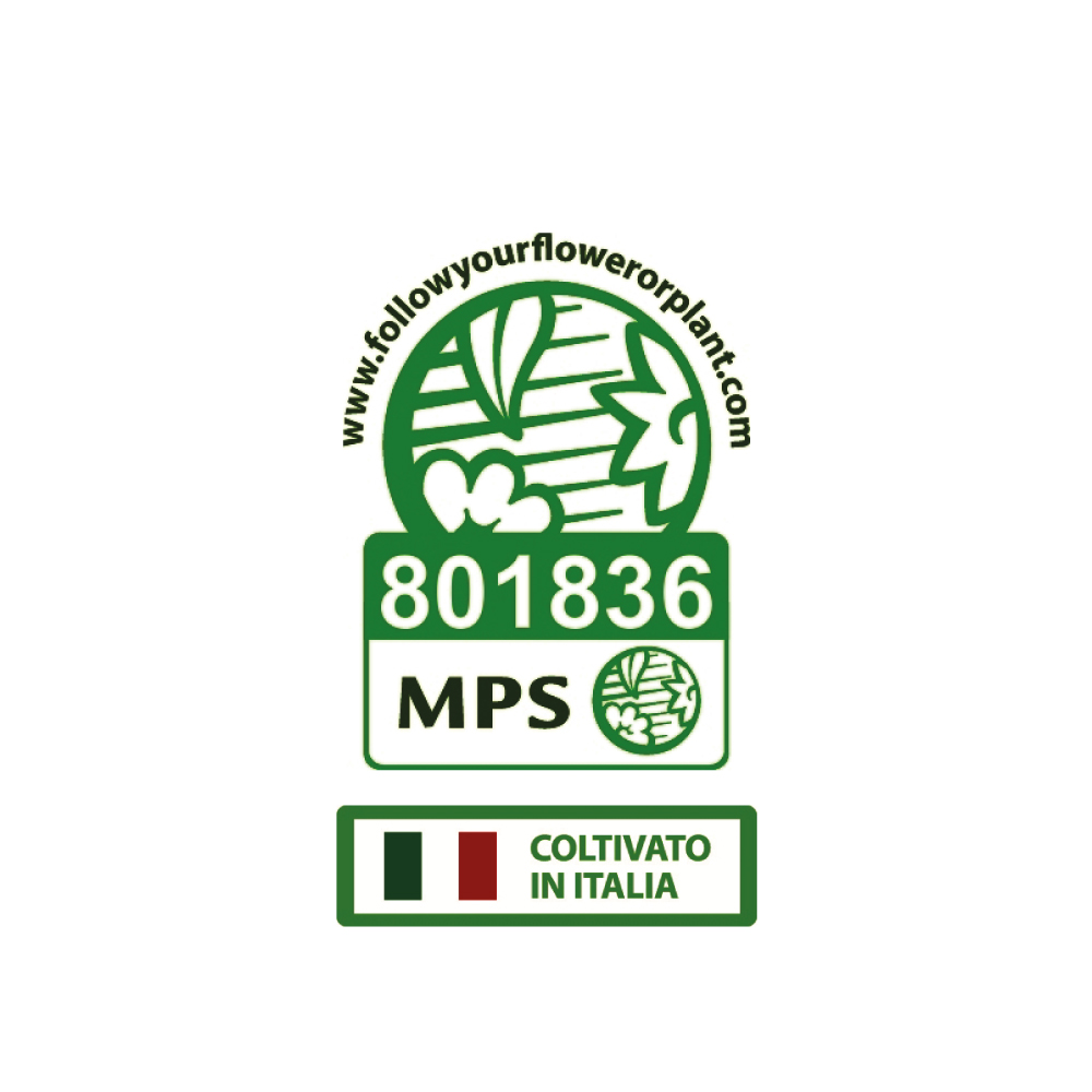 certificazione-mps-giambo-coltivato-in-italia