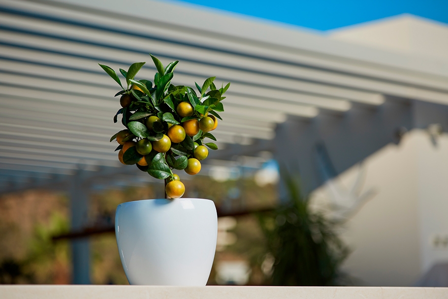 thumb_giambo-vivaio-inspiration_1594741303_arredare-con-le-piante-ispirazione-kumquat.jpg