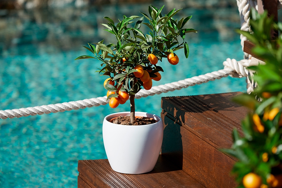 thumb_giambo-vivaio-inspiration_1594741329_home-and-pool-decoration-citrus-plants.jpg