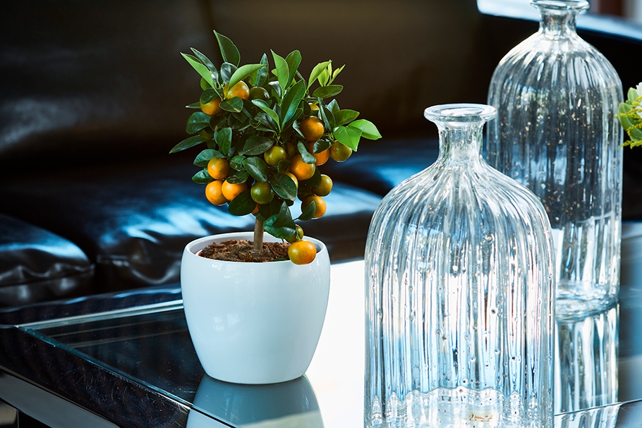 thumb_giambo-vivaio-inspiration_1594741334_home-decoration-citrus-plants.jpg