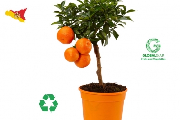 Sustainable Citrus Plants
